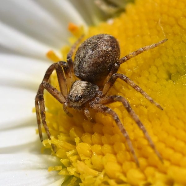 Crab spider (?) in ox-eye daisy.