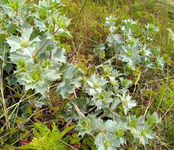 Sea Holly (S. Morton)
