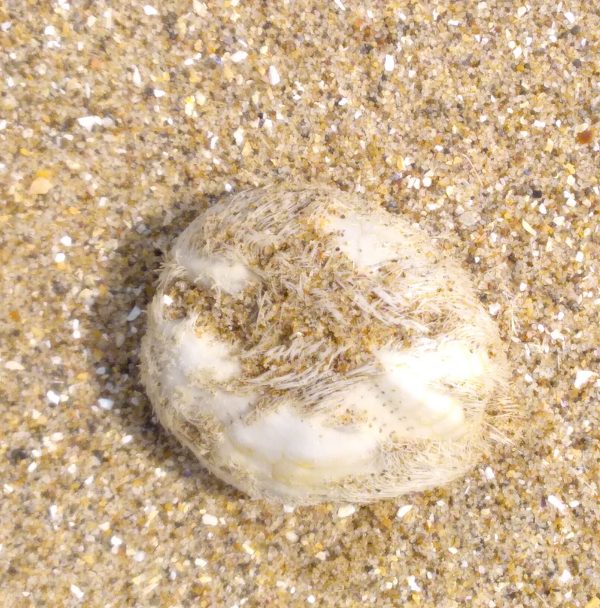 Sea Potato (S. Morton)